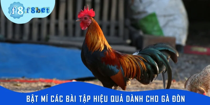 Bật mí các bài tập hiệu quả dành cho gà đòn