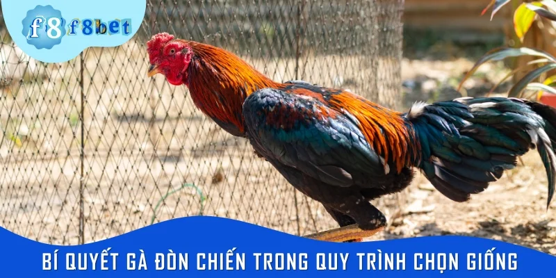 Bí quyết gà đòn chiến trong quy trình chọn giống