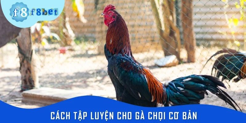 Bật mí cách tập luyện cho gà chọi cơ bản, đạt hiệu quả cao