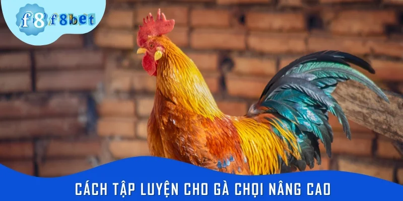 Cách tập luyện cho gà chọi nâng cao giúp gia tăng sức mạnh đáng kể