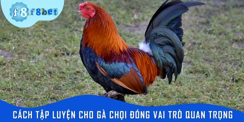 Cách tập luyện cho gà chọi đóng vai trò quan trọng trong chăm sóc chiến kê