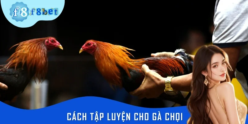 Cách Tập Luyện Cho Gà Chọi Chuẩn Chuyên Gia Cùng F8BET