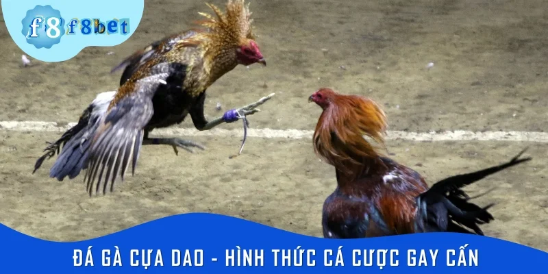 Đá gà cựa dao - Hình thức cá cược gay cấn, đầy máu lửa