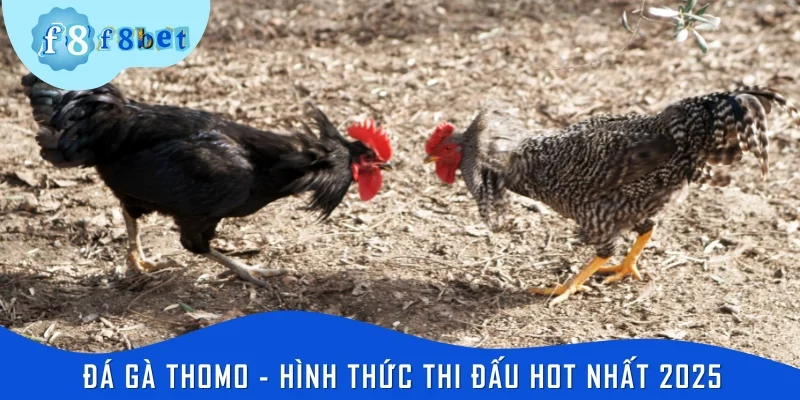 Đá gà Thomo - Hình thức thi đấu hot nhất 2025