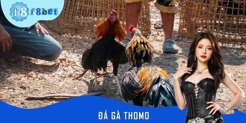 Đá Gà Thomo: Sân Chơi Bạc Tỷ Cho Dân Cược Sành Sỏi F8BET