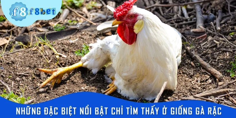 Những đặc biệt nổi bật chỉ tìm thấy ở giống gà rặc