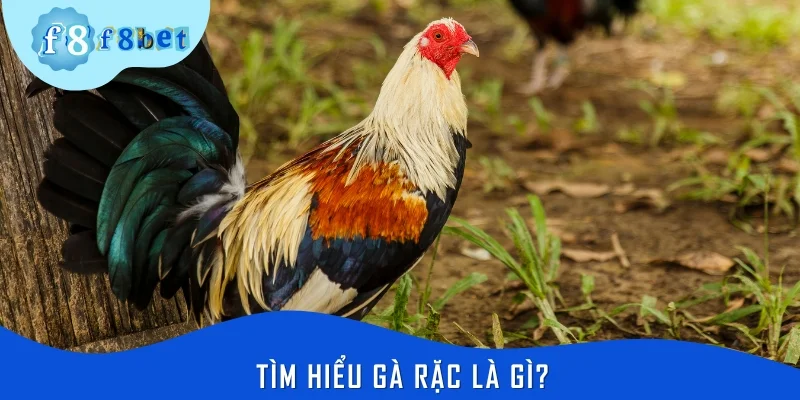 Tìm hiểu gà rặc là gì?