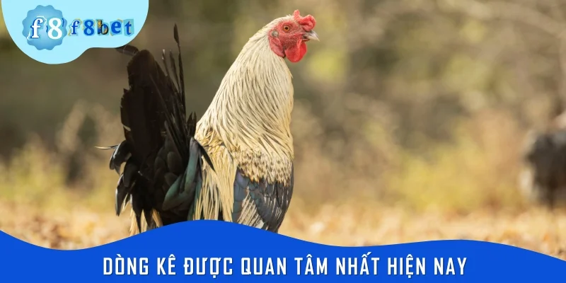 Gà rặc là gì? - Dòng kê được quan tâm nhất hiện nay