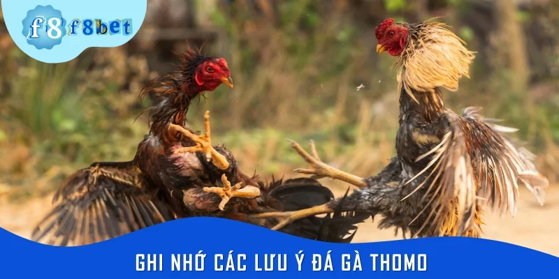 Ghi nhớ các lưu ý đá gà Thomo để hạn chế mắc phải sai lầm