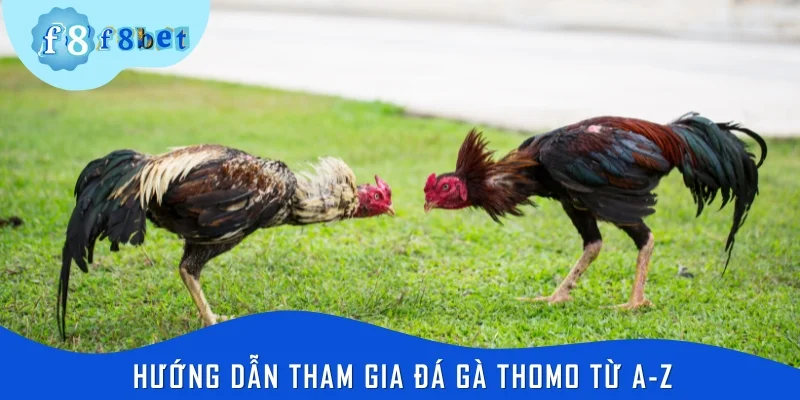 Hướng dẫn tham gia đá gà Thomo từ A-Z