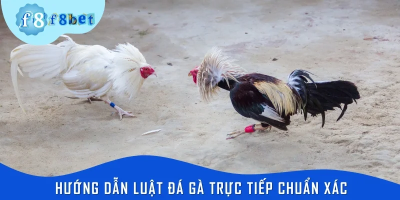 Hướng dẫn luật đá gà trực tiếp chuẩn xác cho tân thủ