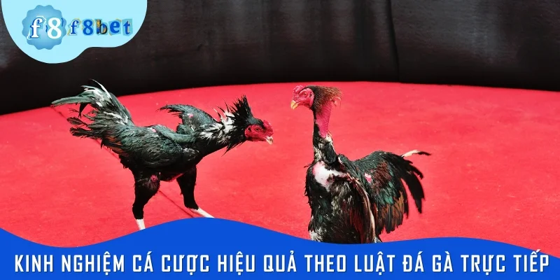 Kinh nghiệm cá cược hiệu quả theo luật đá gà trực tiếp