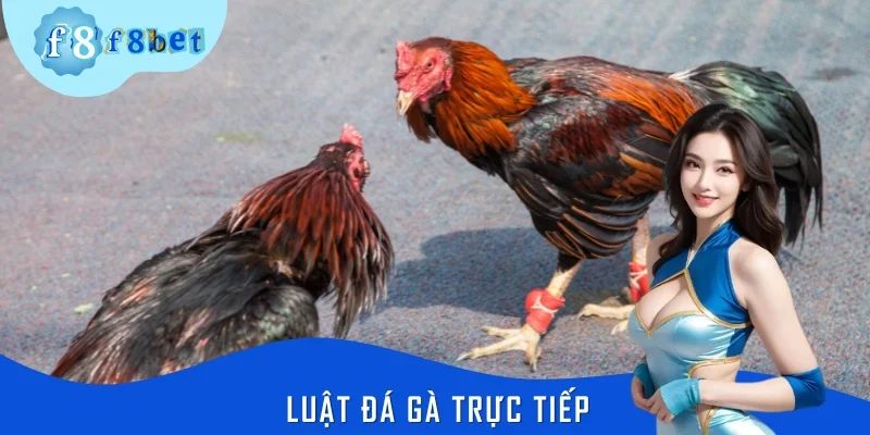 Luật Đá Gà Trực Tiếp - Hướng Dẫn Cá Cược Từ A-Z Tại F8BET