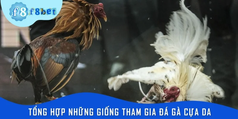 Tổng hợp những giống tham gia đá gà cựa dao thường xuyên